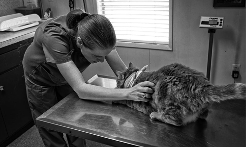 Why Do Vets Need Accurate Weighing Scales?