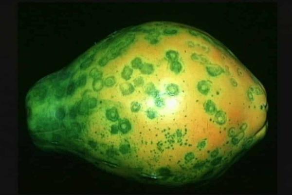 Papaya-ringspot-960x640